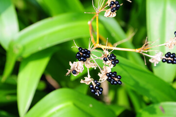 black elderberry looks like black Pearl.