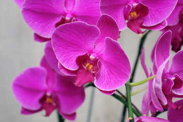 beautiful purple orchid flowers in garden.