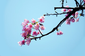 Cherry blossoms against in the  sky.