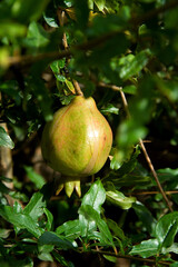Lone Pomegranate Fruit