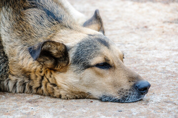 Close up of the head of a street dog that is sad