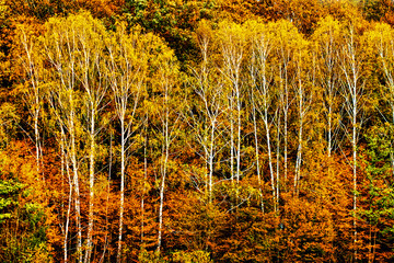 deciduous forest in autumn colors
