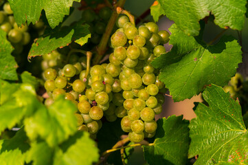 Vinobraní na Slovácku