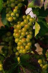 Vinobraní na Slovácku