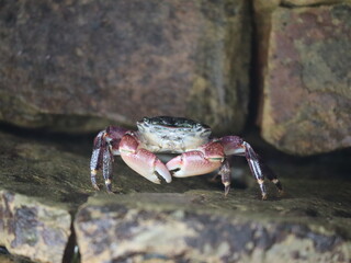 Striped shore crab: San Diego