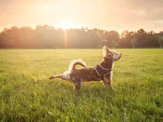 One small cute yorkshire terrier on a workout in a park at sunset. Pet stretching his back leg. Sun...