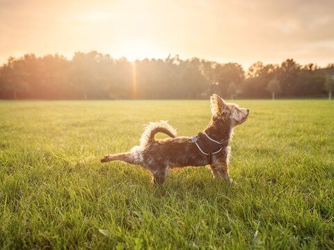 One small cute yorkshire terrier on a workout in a park at sunset. Pet stretching his back leg. Sun flare over dark trees in the background. Concept humor, fitness,