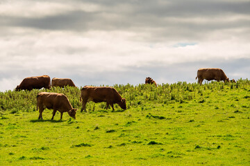 Brown cows in  a green grass field, Cloudy sky in the background.