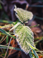 Frost on a leaf. Selective focus, Winter theme background.