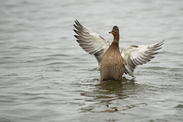 hey to ja cyranka © Leszek