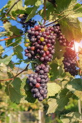 Single bunch of ripe red wine grapes hanging on a vine with green leaves