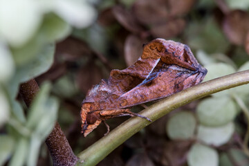 枯れたアナベルアジサイに擬態するヒメエグリバ