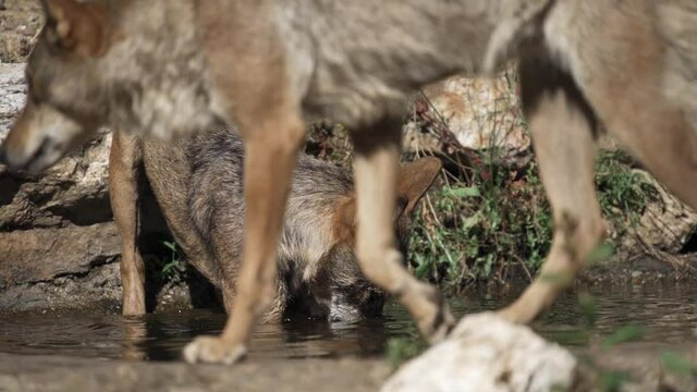 Wolf pack splashing in the pond in super slow motion