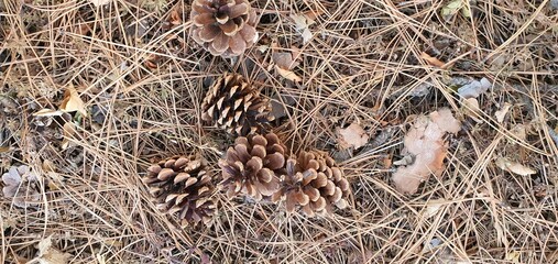 close up of a nest