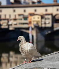 Close-up pidgeon portrait in Florence, Italy