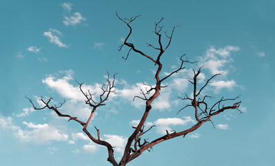 Dead tree on a middle of city with domestic sky background.