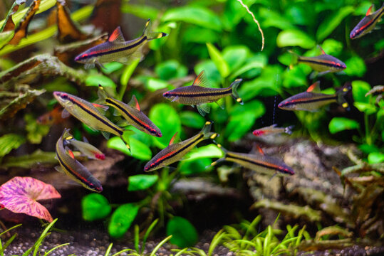 Denisoni barbus (Puntius denisonii, Sahyadria denisonii ) group of fish in freshwater aquarium.