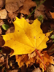 Природа, осень 