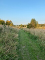 path in the field