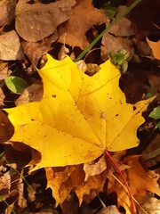 Природа, осень 