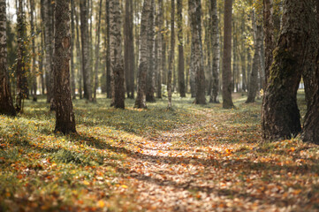 autumn forest. tall trees. foliage