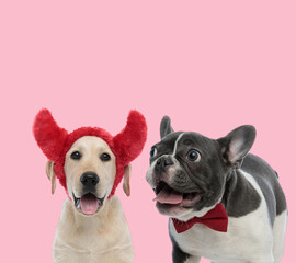 team of labrador retriever and french bulldog