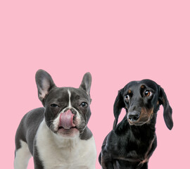 team of french bulldog and teckel dachshund