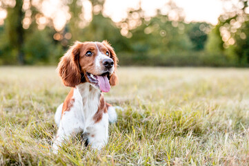 Adorable welsh springer spaniel dog breed in evening. - obrazy, fototapety, plakaty