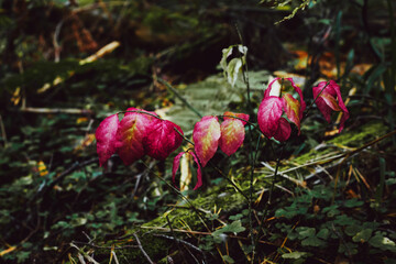 Nature background. The European spindle tree in the forest. Pink leaves of the Euonymus Bush.