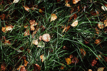Green grass with autumn leaves top view. Natural background. Autumn leaves on the grass in the forest close-up.