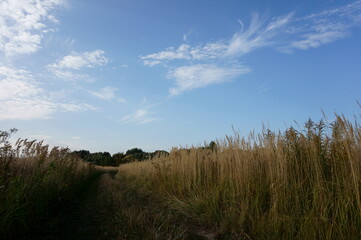 Autumn walks through forests and fields.