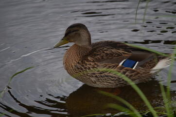 duck in the water
