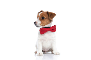 cute jack russell terrier dog is looking aside at something