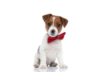 seated adorable jack russell terrier dog looking away