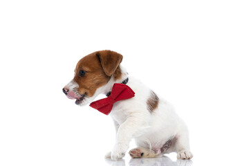 jack russell terrier dog looking at something aside