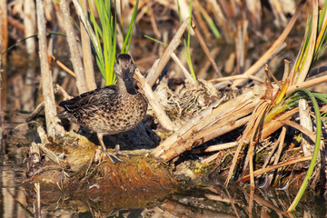 Obraz premium Wild duck in natural habitat Anas platyrhynchos