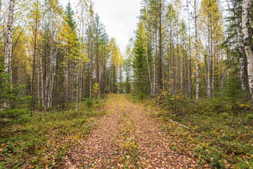 The road to the lake in the Arkhangelsk region, northern Russia. Cloudy autumn weather