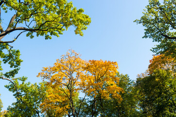 Beautiful autumn yellow and green trees against blue sky. Horizontal frame. Copy space.