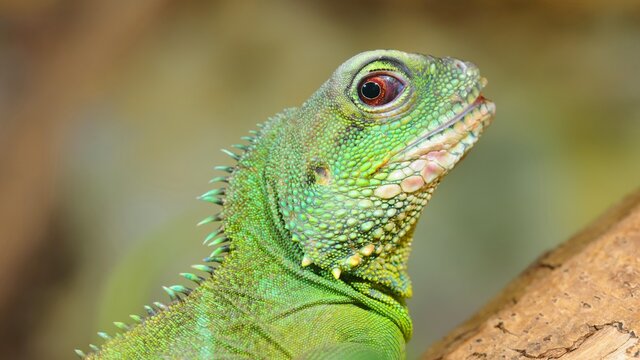 Asian water dragon (Physignathus cocincinus) in natural environment. Colourful tropical green lizard. Zoology, biology, zoo laboratory. science, education, environmental conservation