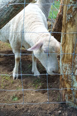 Keeping sheep that produce wool