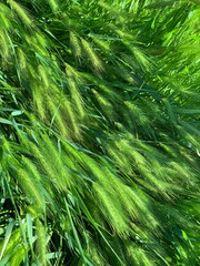 Cascading soft green grass seed heads