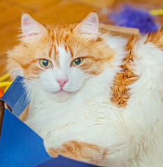 Red adult  cat is lying in blue box