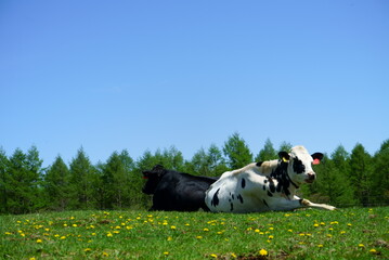 Sunny blue sky and ranch cows