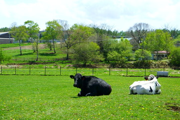 Sunny blue sky and ranch cows