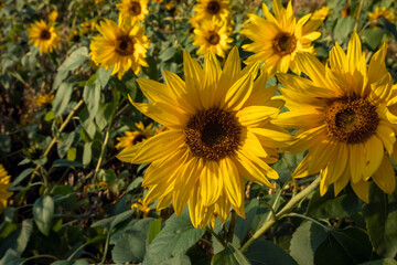 sunflower field at autumn