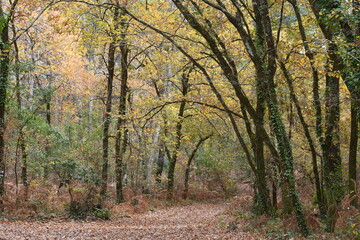 Obraz premium France, Aquitaine, paysage automnal, forêt de chênes aux magnifiques couleurs de l'automne.