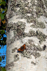 Small tortoiseshell butterfly, Aglais urticae, on birch tree trunk