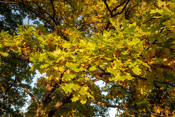 oak leaves foliage at autumn