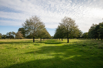 Obraz premium trees in the park