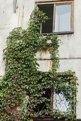 Green ivy grew and covered the wall of the house up to the second floor. An old multi-storey building in the province of Russia.
